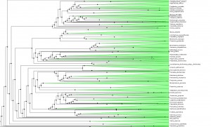 Extending the limits of biological explorations: the BigPlantTree (NSF iPlant Collaborative)