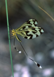 Lacewing