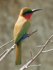 Bee-eater 