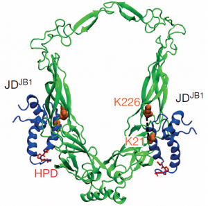 Model of part of a complex between two types of J-protein (Picture: HITS)