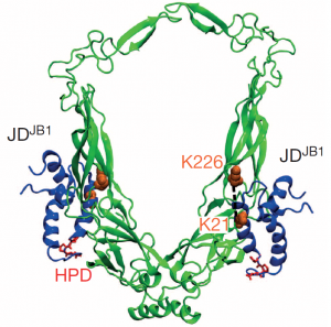 Modell eines Teilkomplex von zwei Typen von J-Proteinen (Bild: HITS)