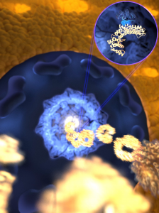 Durch die ultraschnelle, aber zugleich gezielte Bindung rast der Rezeptor (goldfarben) durch die mit ungeordneten Proteinen gefüllte Pore in den Zellkern, während unerwünschte Moleküle ferngehalten werden. (Bild: Mercadante /HITS) The ultrafast and yet selective binding allows the receptor (gold) to rapidly travel through the pore filled with disordered proteins (blue) into the nucleus, while any unwanted molecules are kept outside. (Image: Mercadante /HITS)