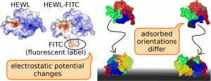 Reprinted (adapted) with permission from 'When the Label Matters: Adsorption of Labeled and Unlabeled Proteins on Charged Surfaces Julia Romanowska, Daria B. Kokh, and Rebecca C. Wade Nano Letters Article ASAP '. Copyright (2015) American Chemical Society.