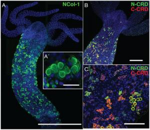 (A) Minicollagen maturation and migration through the body of Hydra. The two different minicollagens, called N-CRD and C-CRD, are shown with different colours (green and red), and their maturation occurs during different life-stages of the organism (B-C)