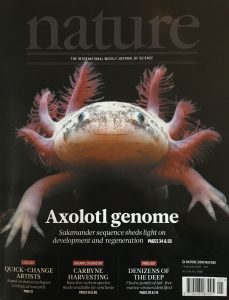 HITS-Forschung auf der "Nature"-Titelseite: Das Axolotl-Genom.