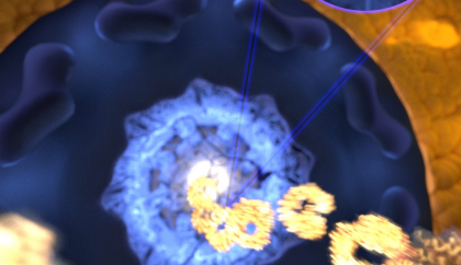 Durch die ultraschnelle, aber zugleich gezielte Bindung rast der Rezeptor (goldfarben) durch die mit ungeordneten Proteinen gefüllte Pore in den Zellkern, während unerwünschte Moleküle ferngehalten werden. (Bild: Mercadante /HITS) The ultrafast and yet selective binding allows the receptor (gold) to rapidly travel through the pore filled with disordered proteins (blue) into the nucleus, while any unwanted molecules are kept outside. (Image: Mercadante /HITS)