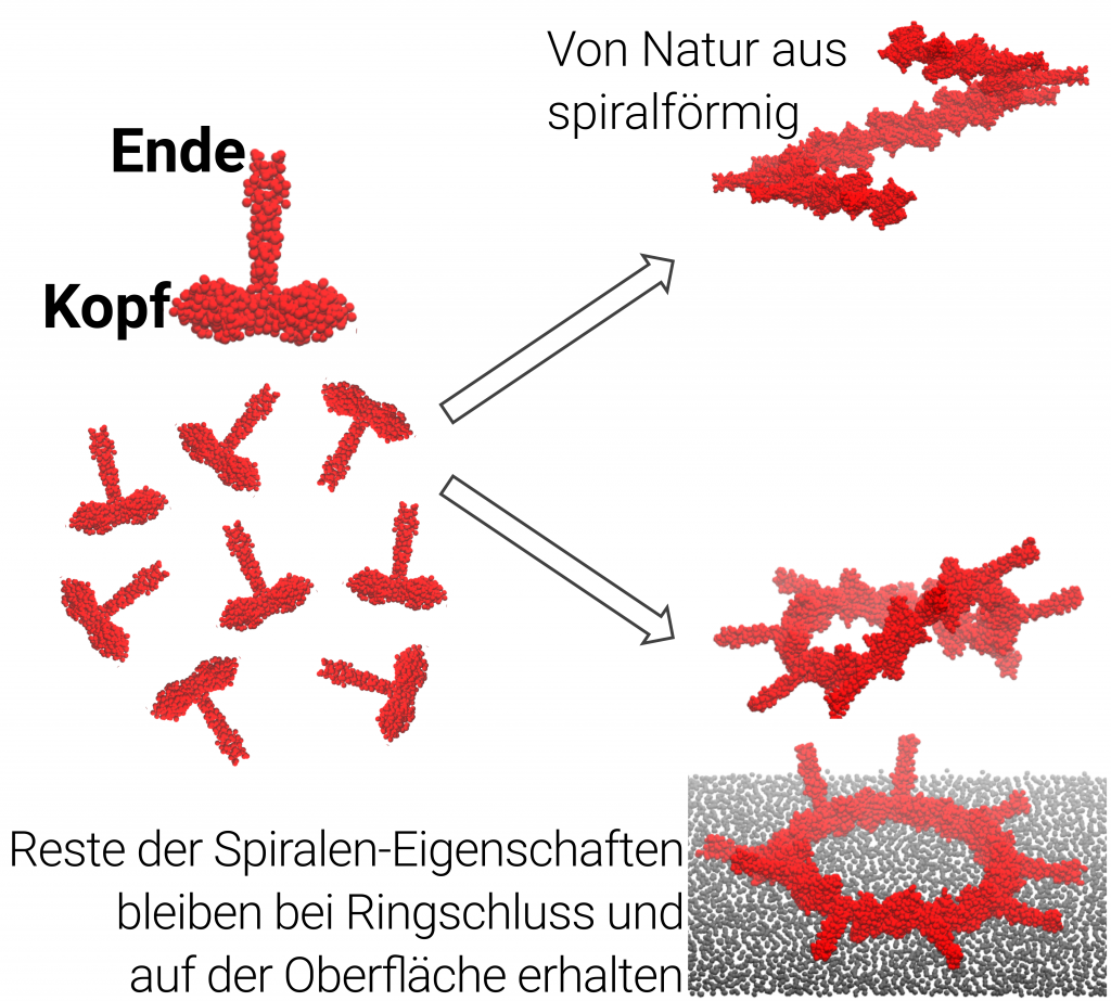 Wie kann eine Oberfläche den Zentriolenaufbau steuern? HITS gGmbH