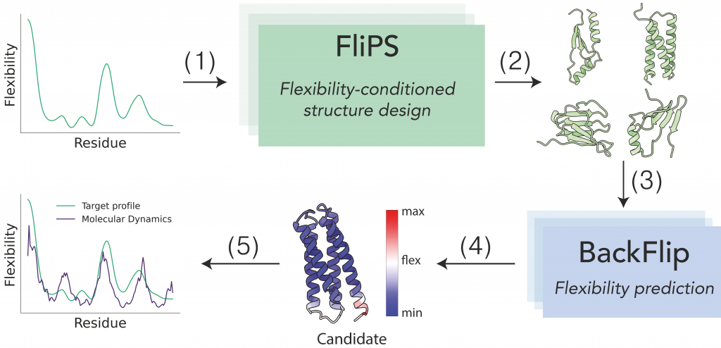 FliPS framework - neuronalen Netzwerk, darauf trainiert, die Flexibilität von sogenannten „Backbones“ vorherzusagen 