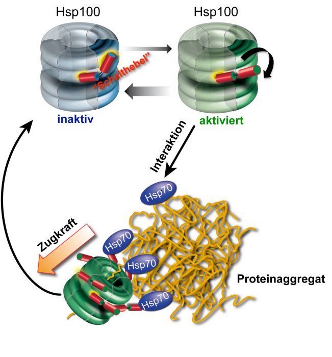 Alice Mobilisere Aktuator Publication in "Nature Structural & Molecular Biology" - HITS gGmbH