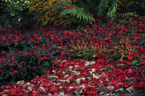 2012_10_22_HITS_fall_foliage_011a