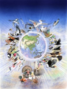 Evolution of Birds
