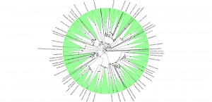 A circular layout of the BigPlantTree (NSF iPlant Collaborative)