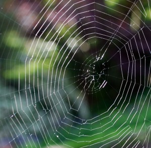 Spider Silk – Spinnenseide