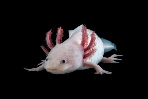 The Mexican axolotl Ambystoma mexicanum (Copyright: IMP)