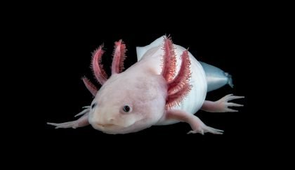The Mexican axolotl Ambystoma mexicanum (Copyright: IMP)