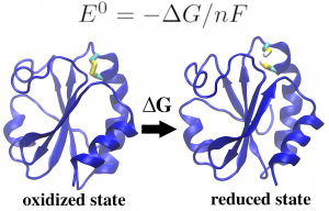 Cystine_reduction