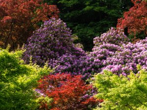 Colourful garden view.