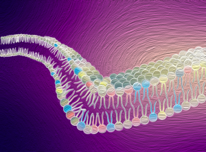 MBM_membrane