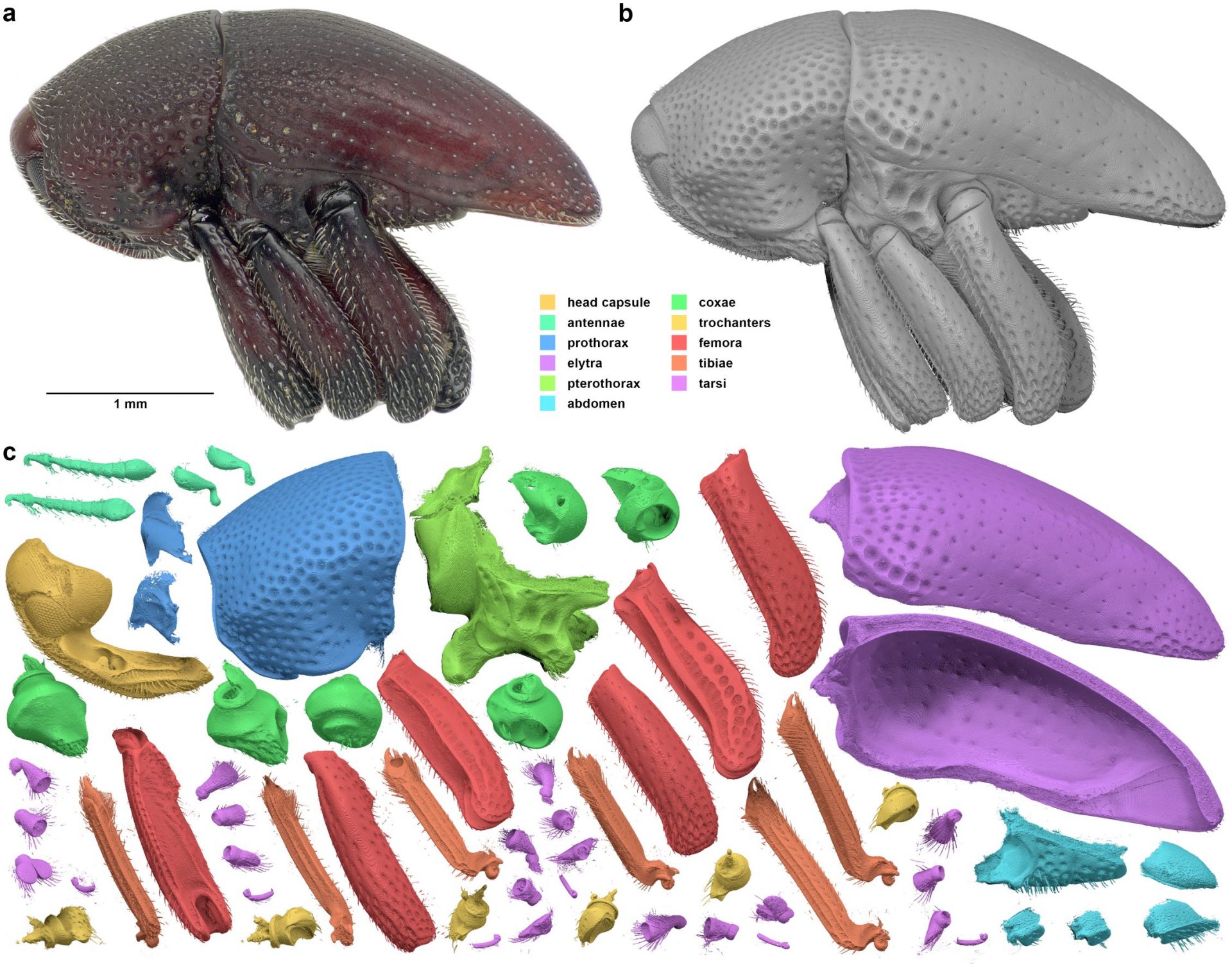 Biomedisa - an open-source online platform for biomedical image ...