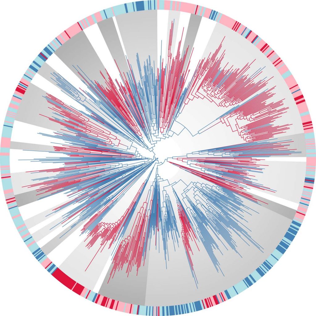 Picture of the evolution of oxygen adaptation in bacteria.